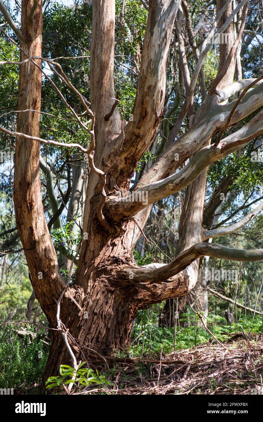 Eucalyptus tree Stock Photo