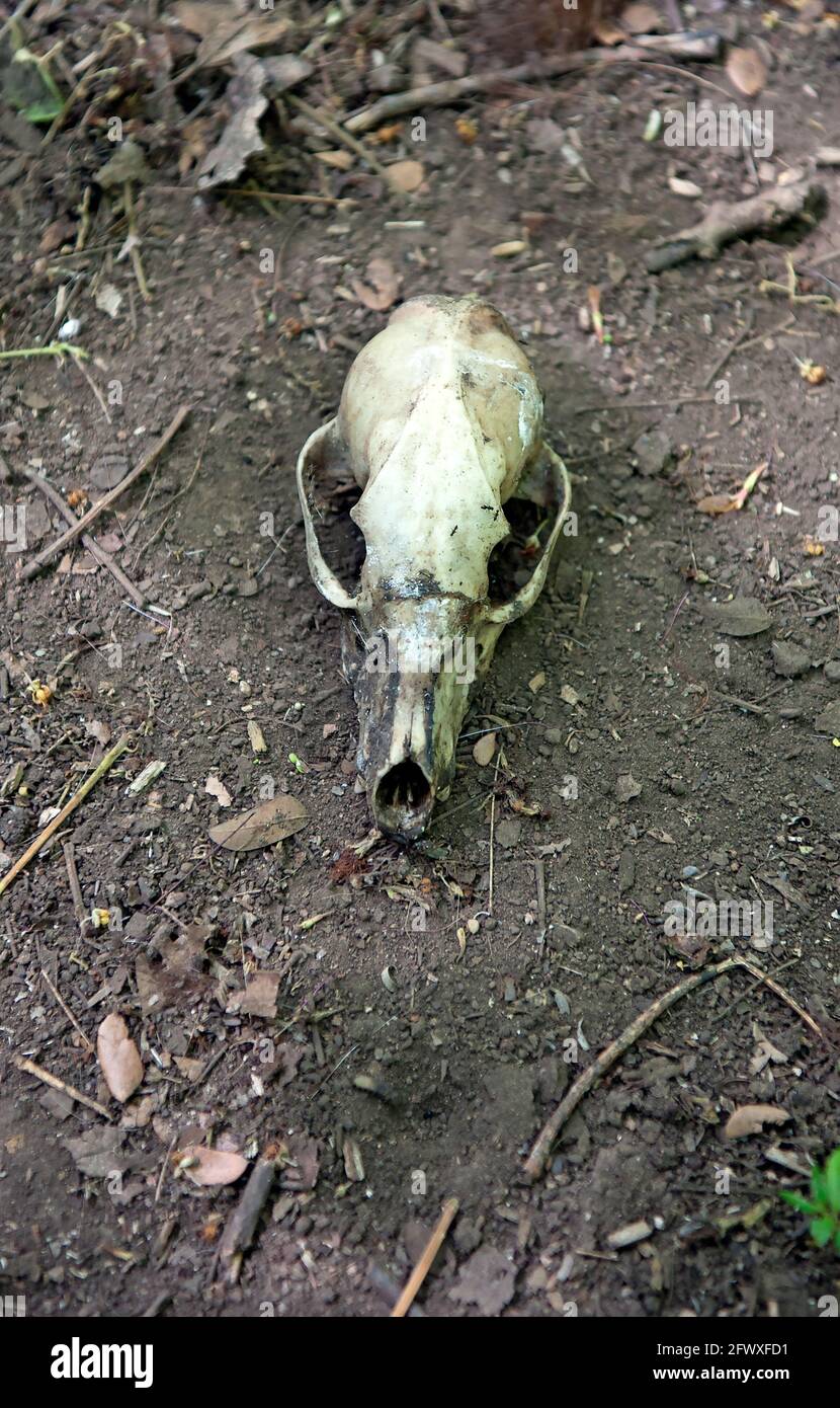 Small animal skull in forest in Tamarindo, Costa Rica Stock Photo