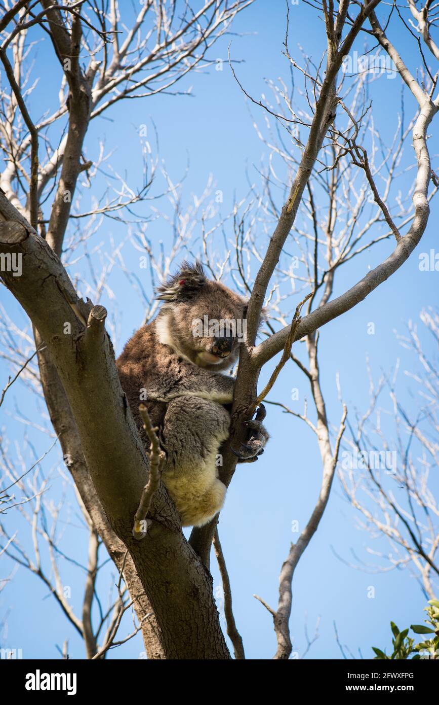 Koala, Tower Hill, Victoria Stock Photo