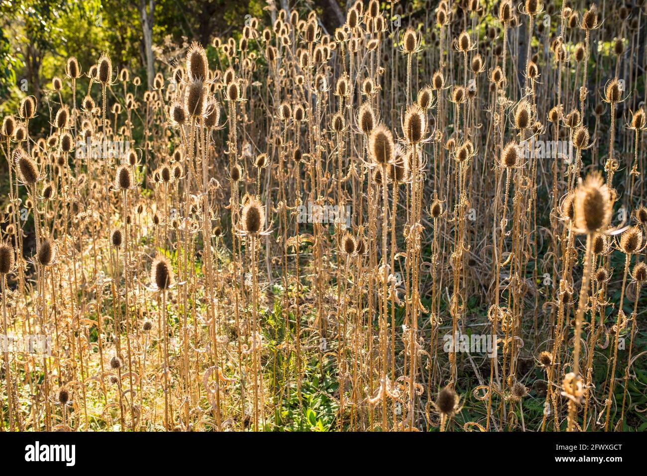 Dead thistles at Tower Hill, Victoria Stock Photo