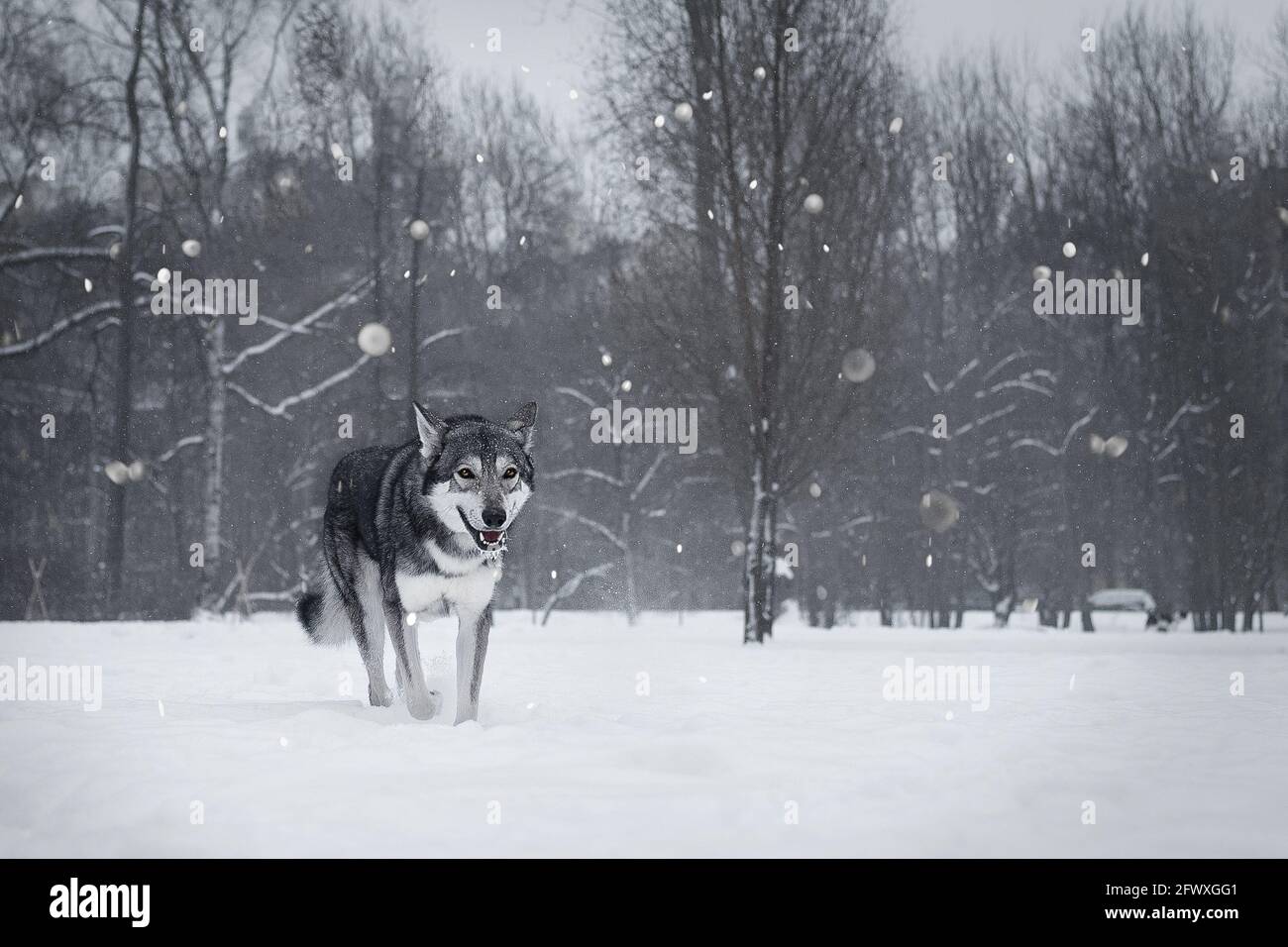 The beautiful wolf dog of Saarlos Stock Photo