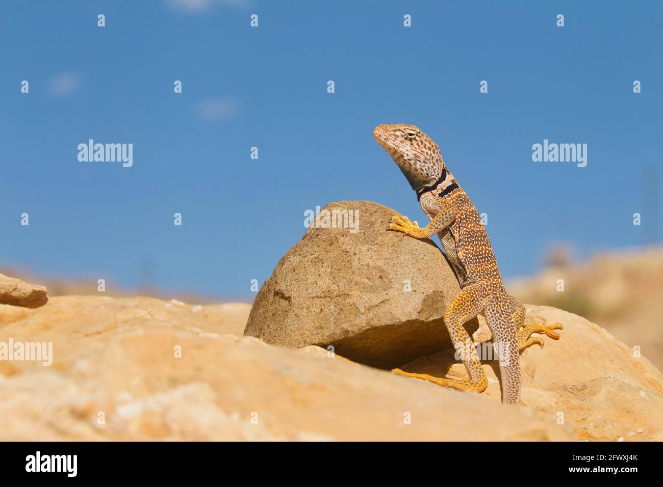 Great Basin Collared Lizard in situ on rocks in the Grand Canyon in Arizona ... a.k.a. Desert Collared Lizard Stock Photo