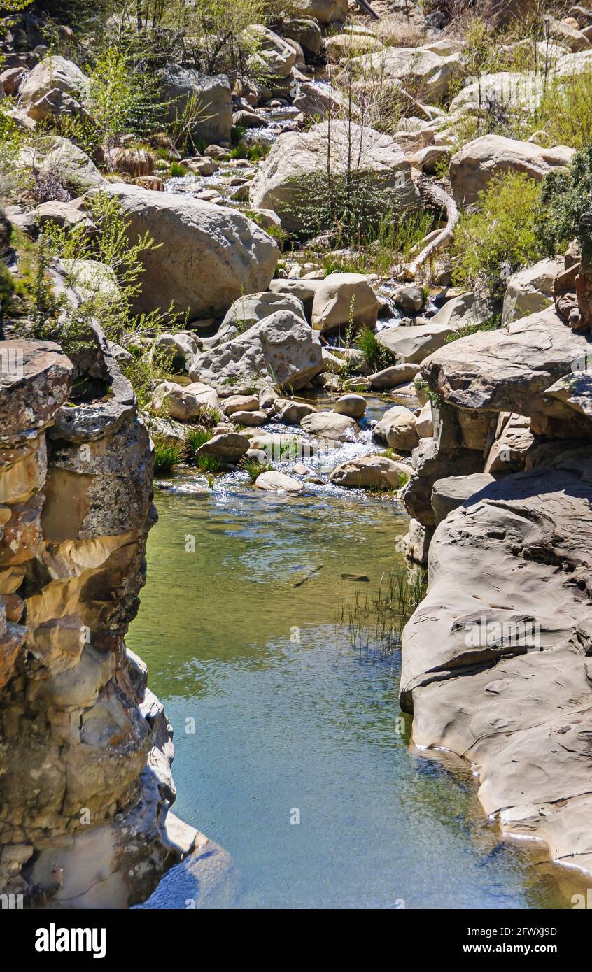 Los Padres National Forest, CA, USA - April 8, 2010: Matiliija Creek closeup finding its way among brown rocks at bottom of green mountain canyon. Ple Stock Photo