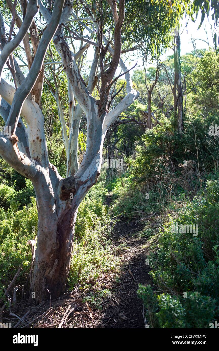 Eucalyptus tree, Tower Hill, Victoria Stock Photo