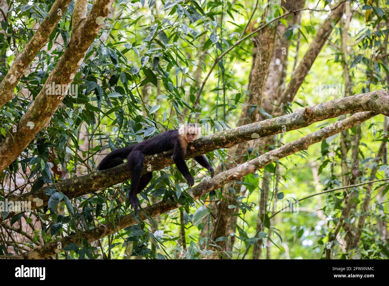 The Panamanian white-faced capuchin (Cebus imitator), also known as the ...