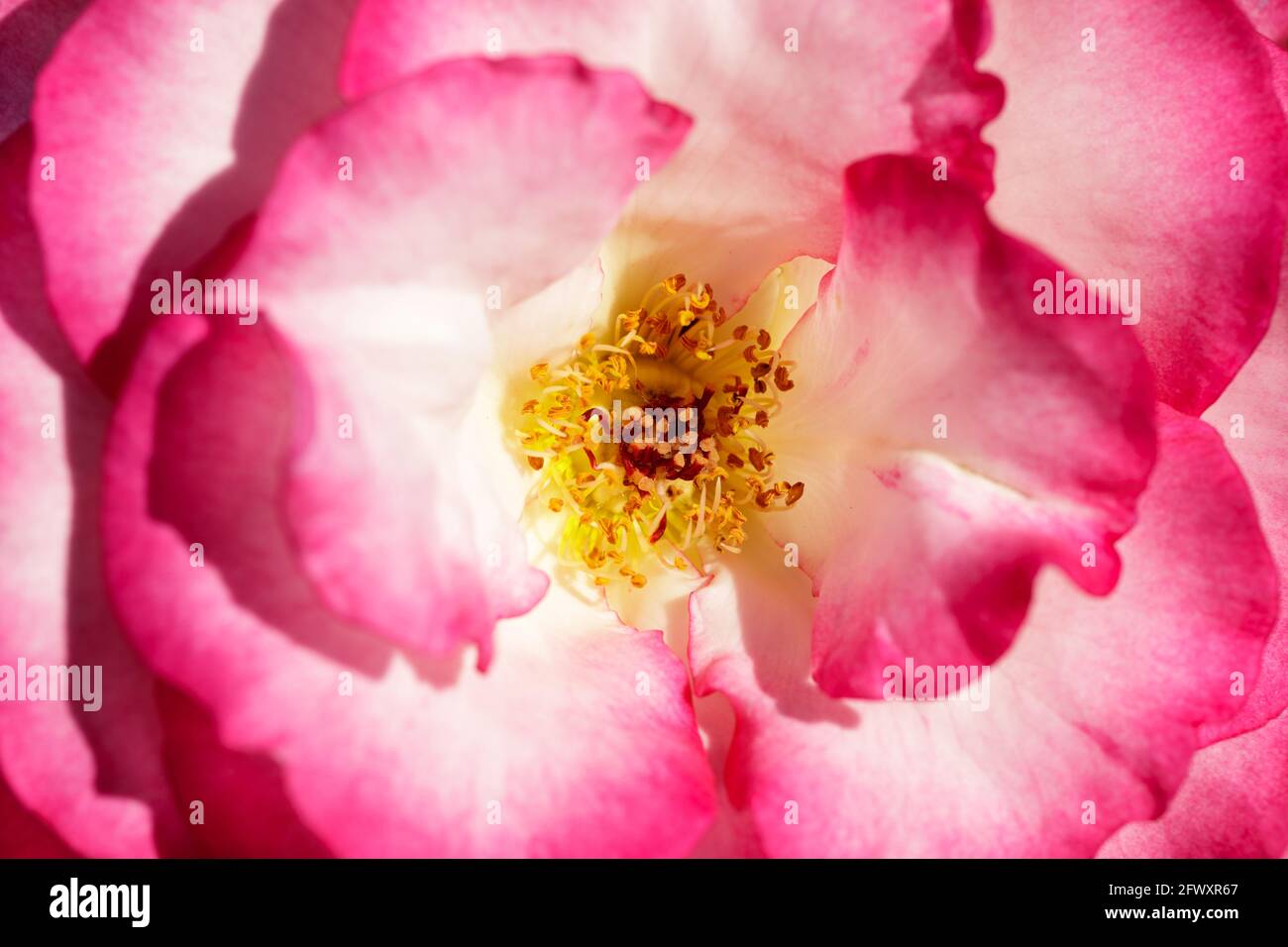 'Miss Congeniality' Grandiflora Rose in Bloom. San Jose Municipal Rose Garden, San Jose, California, USA. Stock Photo