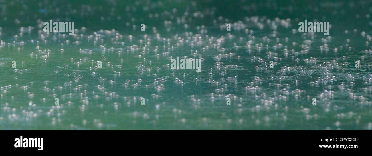 Jesus bugs hi-res stock photography and images - Alamy