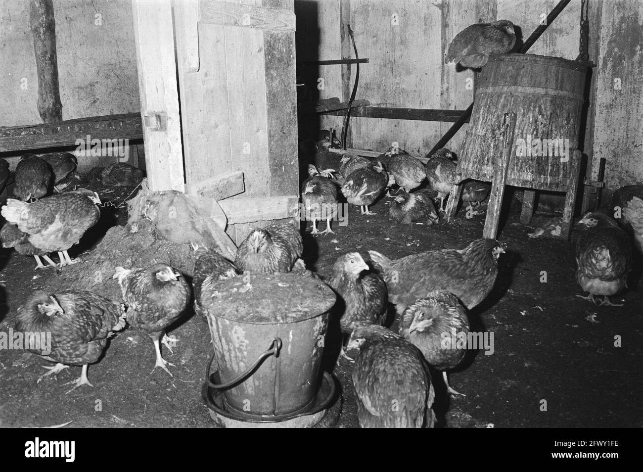 Coop live Black and White Stock Photos & Images Alamy