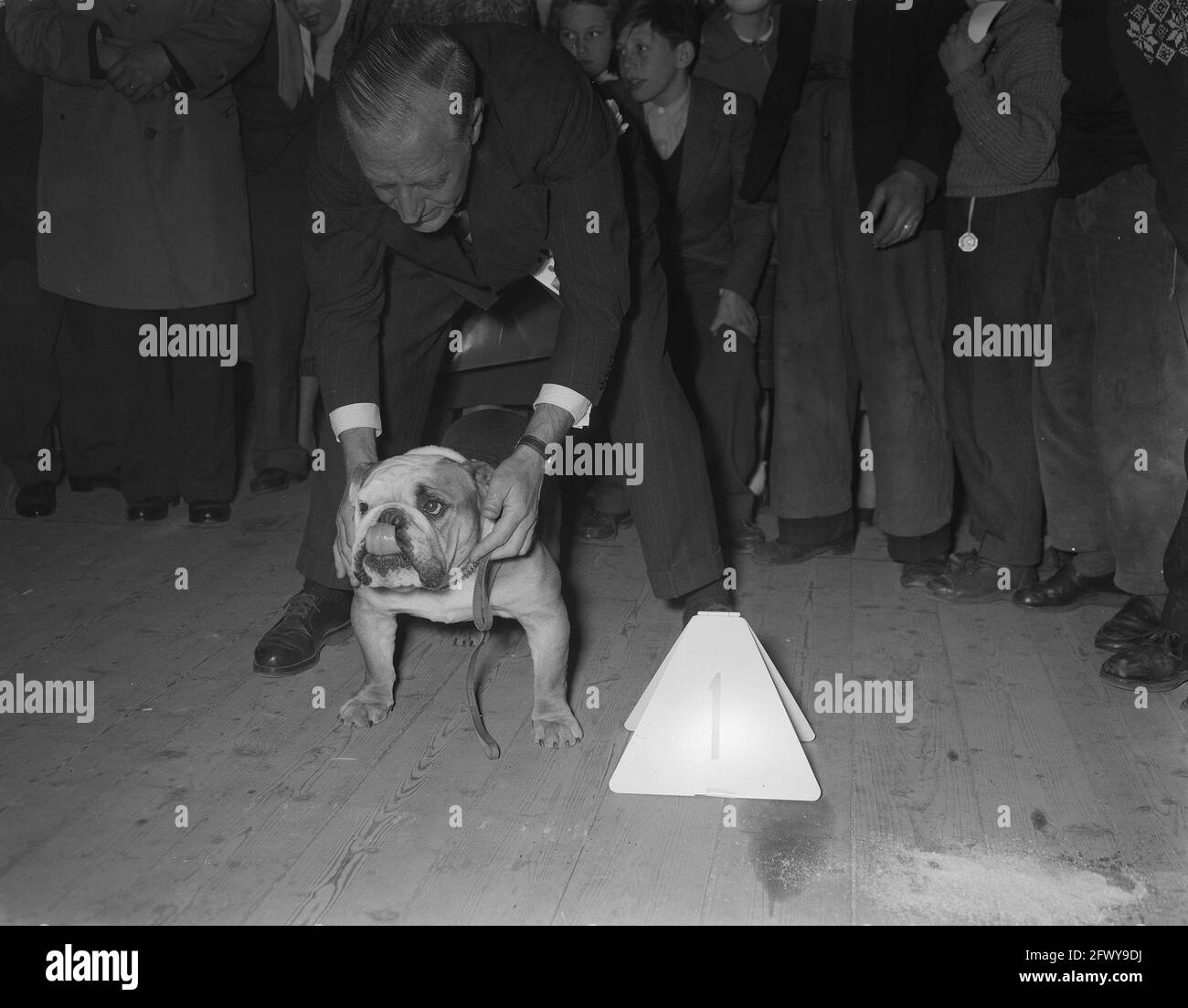 RAI International Dog Exhibition. English bulldog of J. Fris first prize, April 15, 1956, dog shows, The Netherlands, 20th century press agency photo, Stock Photo
