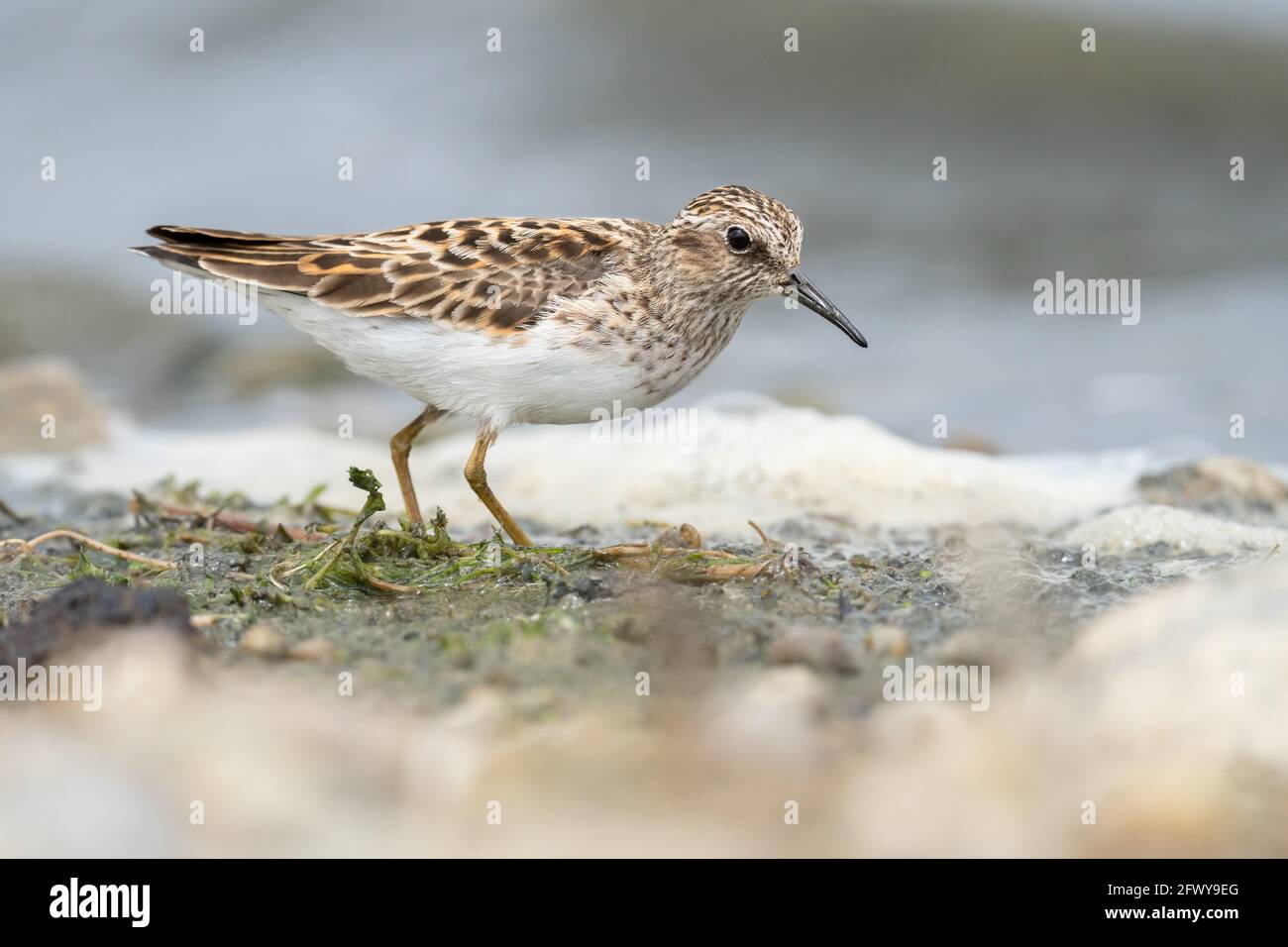 A least sandpiper forages along the shore of Reesor Pond in Markham, Ontario. Stock Photo