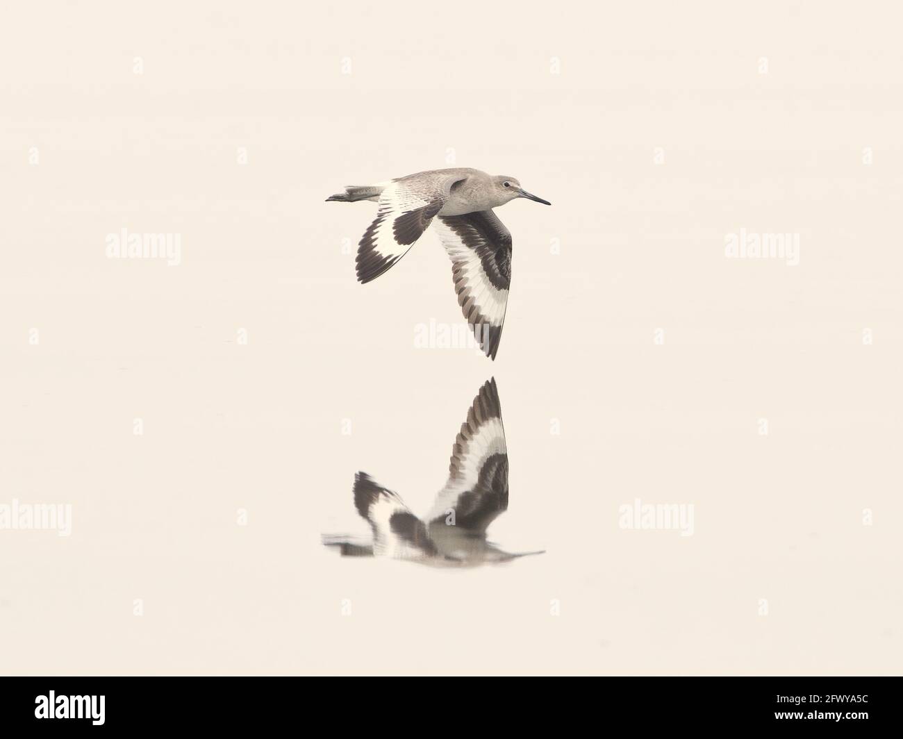 Willet (Tringa semipalmata) flying right showing inside and outside wing detail, reflection in water, wing tips inches from water in foggy grey sky gi Stock Photo
