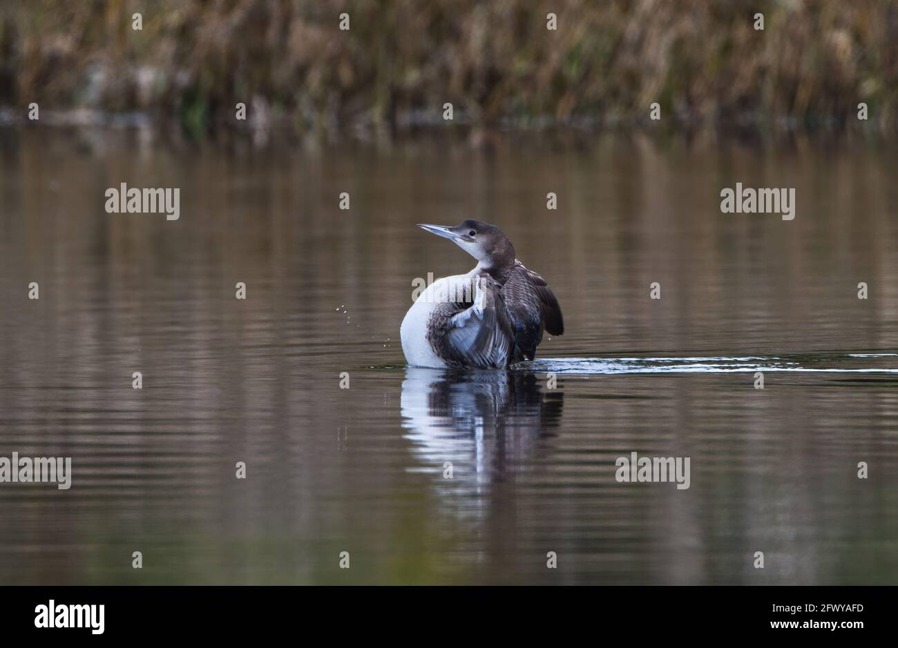 Common loon gavia immer loons hires stock photography and images Alamy