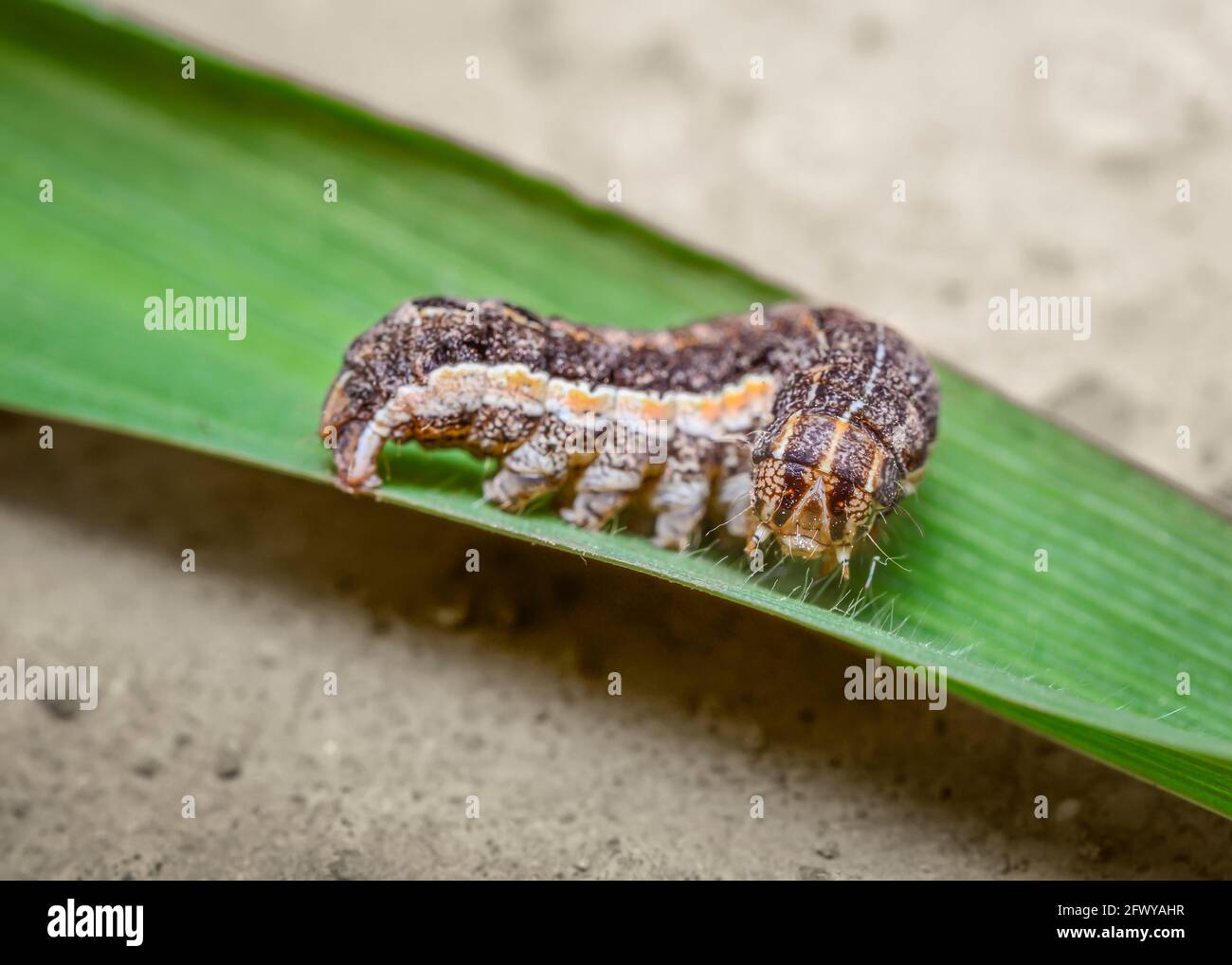 Close up view of caterpillar on a leaf of grass Stock Photo - Alamy