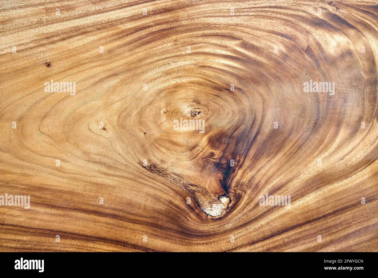 Suar High Resolution Stock Photography And Images Alamy