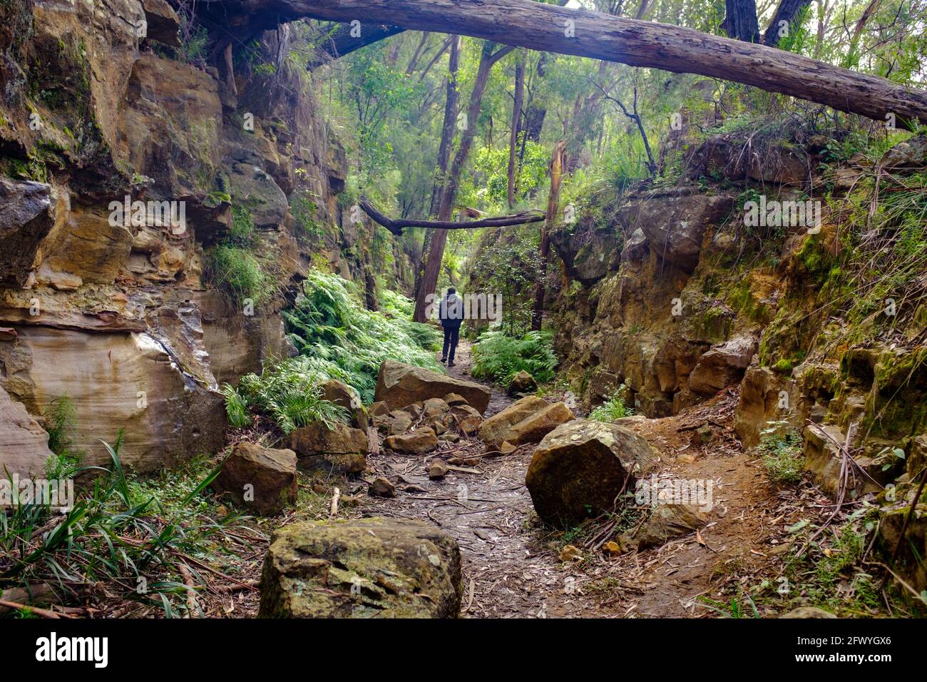 Hiker walking through cutting on the disused tramway on Box Vale walking track Mittagong NSW Australia Stock Photo