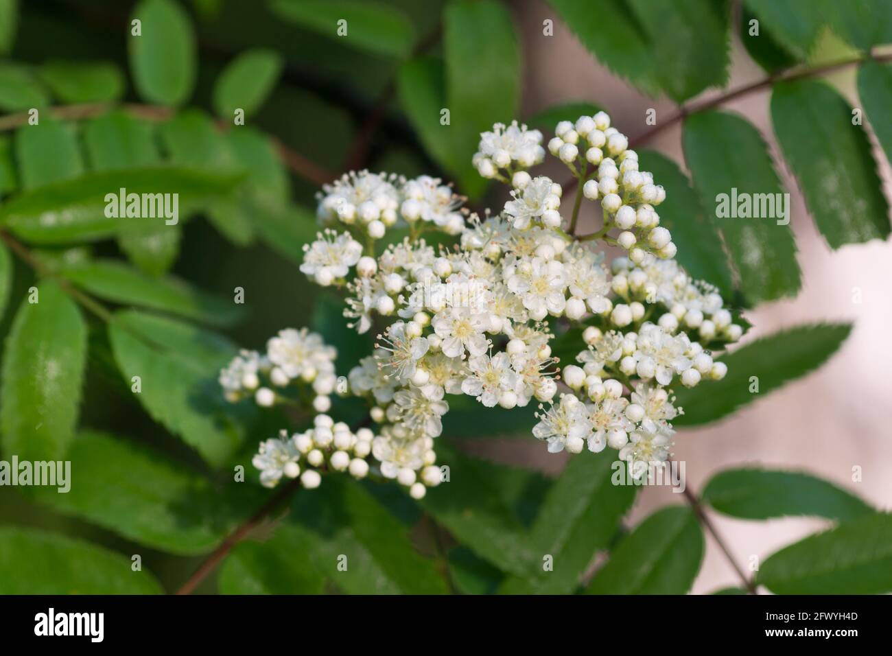 Sorbus aucuparia, rowan,mountain-ash, white spring buds and flowers ...
