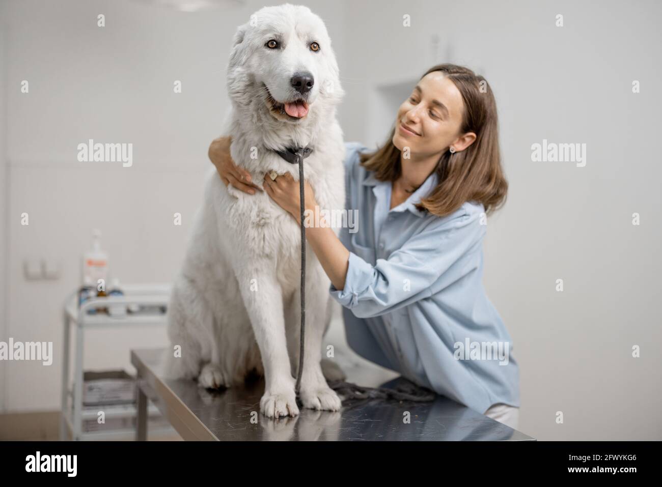 Happy female owner hugging and soothing cute big dog standing at examination table at vet clinic before doctor's examination. Pet care and visit a clinic. Stock Photo