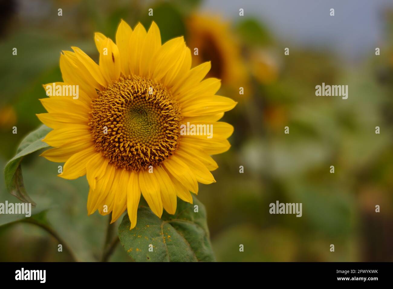 close up of sunflowers in a flower garden. flowers bloom in spring during the day. fresh flowers on a white background and a blurry garden Stock Photo