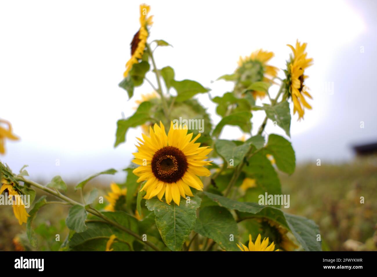 close up of sunflowers in a flower garden. flowers bloom in spring during the day. fresh flowers on a white background and a blurry garden Stock Photo