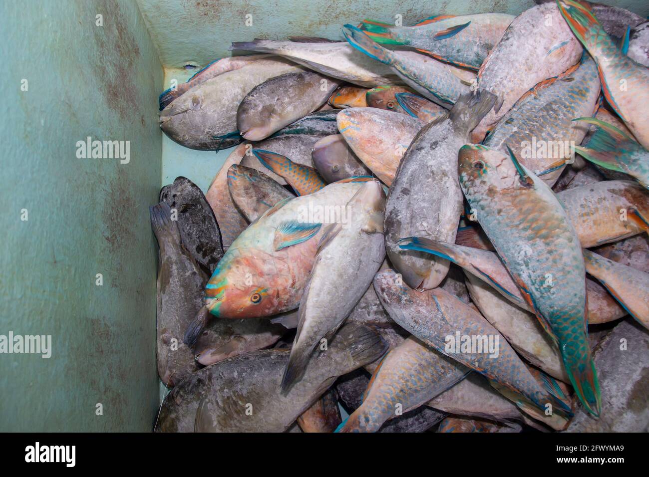 Frozen sea fish in containers ready to be processed into delicious food. a collection of fresh fish produced by fishermen in a seafood company Stock Photo