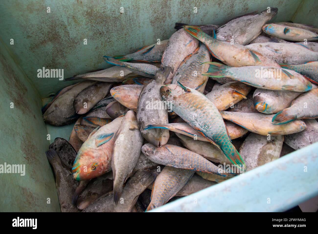 Frozen sea fish in containers ready to be processed into delicious food. a collection of fresh fish produced by fishermen in a seafood company Stock Photo