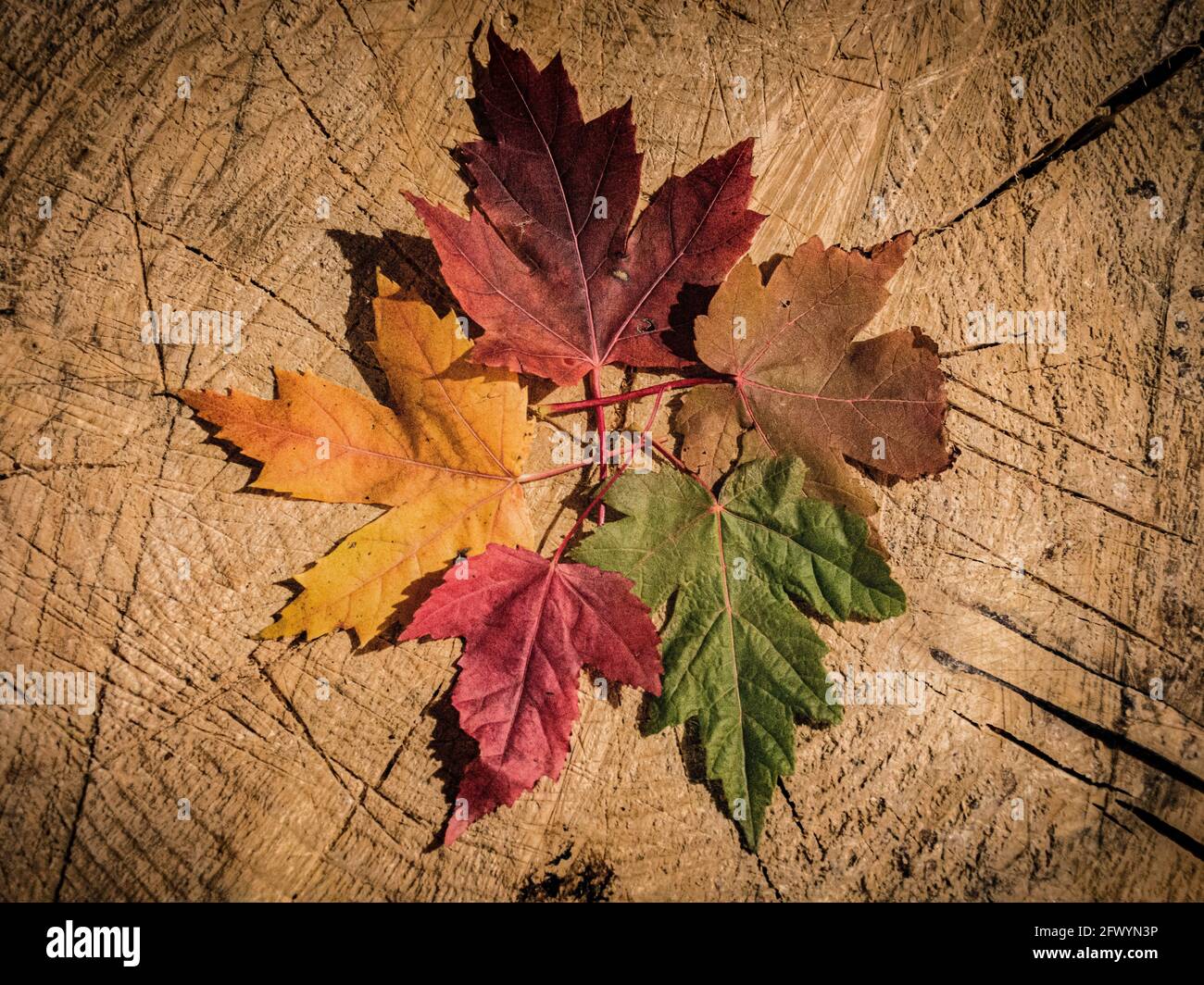 Maple Leaf Canada Symbol Maple Leaf Stock Illustration - Download