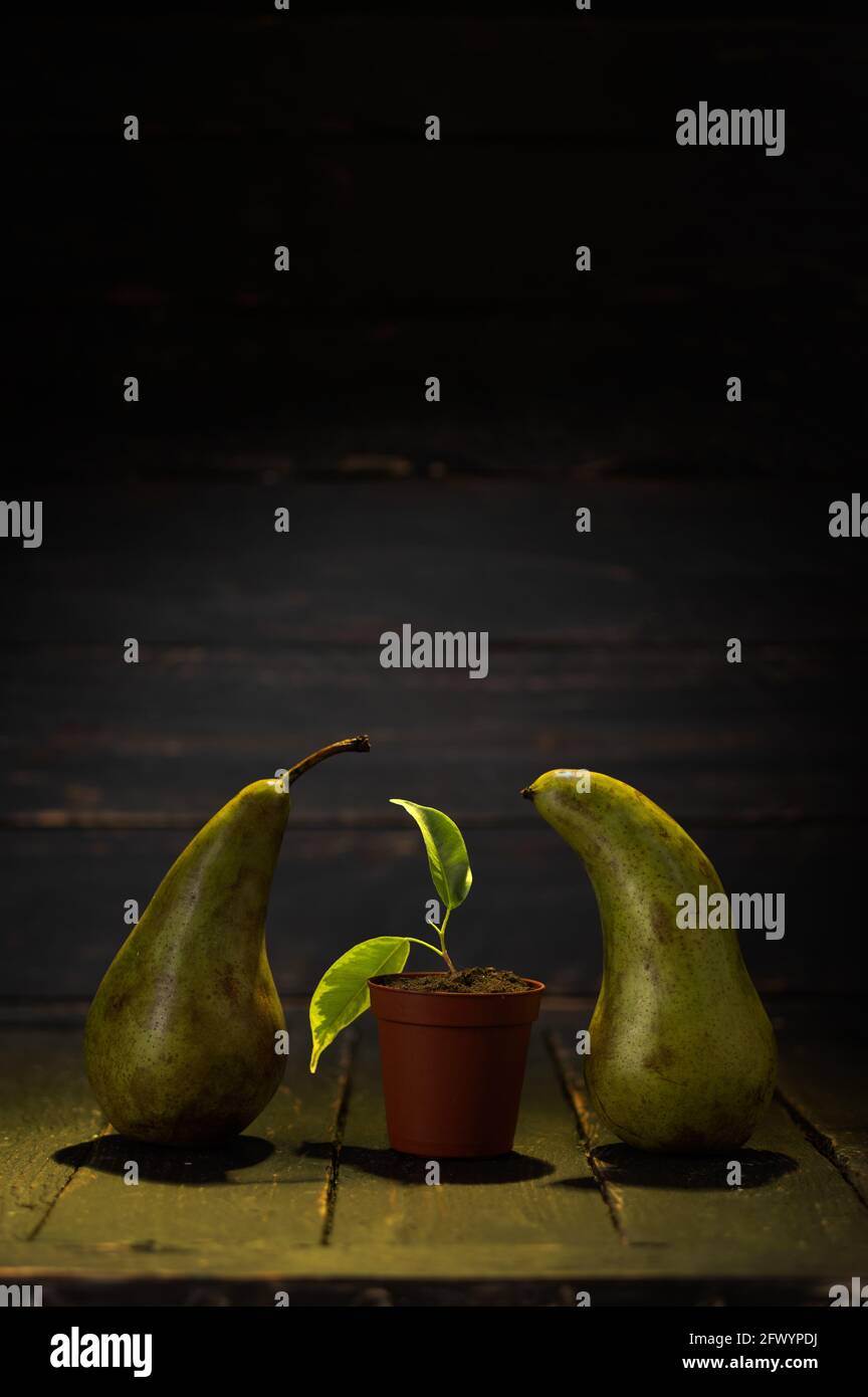 Still life of fruits. Pears and flowerpot. New birth. The birth of a new tree. Vertical frame. Stock Photo