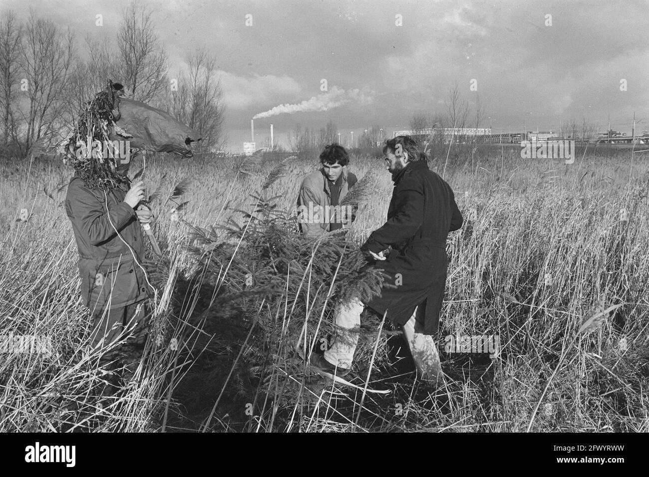 Root ball christmas tree Black and White Stock Photos & Images Alamy