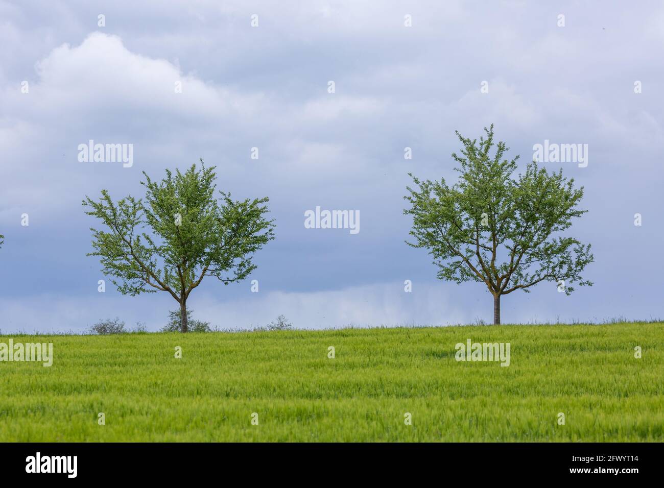 Zwei Bäume zwischen Langgöns und Hüttenberg, Hessen, Deutschland Stock Photo