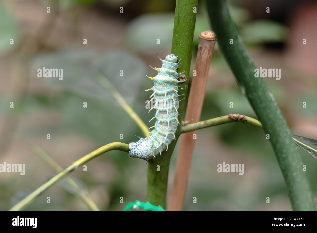 A large blue caterpillar Coscinocera hercules with yellow thorns is
