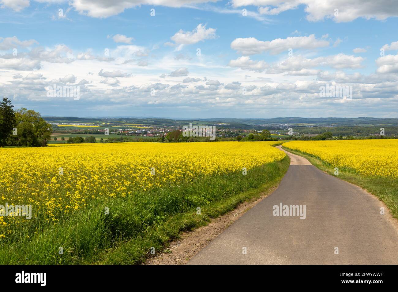 Landschaft mit gelben Rapsfeldern im Sommer 2021 entlang des Wanderwegs zum Limesturm bei Grüningen in Hessen, Deutschland Stock Photo