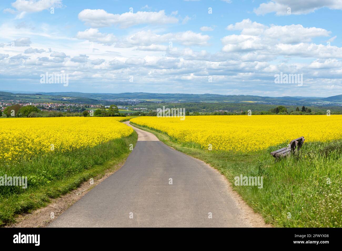 Rapsfelder im Sommer 2021 entlang des Wanderwegs zum Limesturm bei Grüningen in Hessen, Deutschland Stock Photo