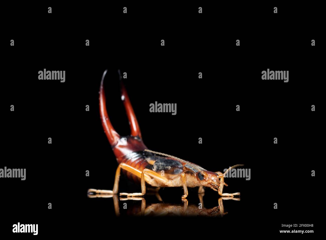 Earwig side view Picture stock photo Stock Photo - Alamy