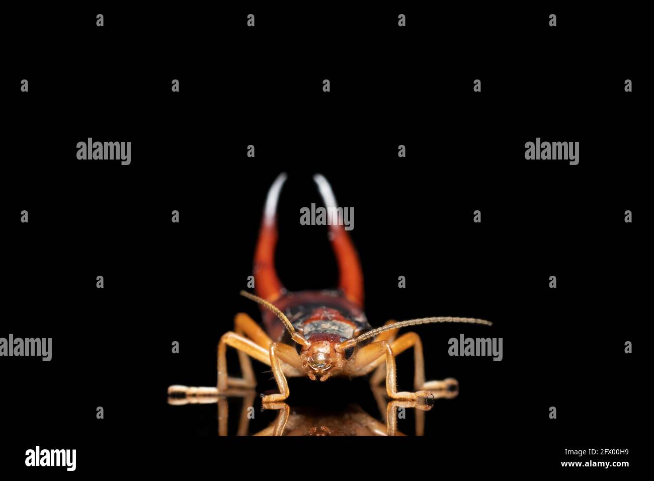Earwig stunning pose stock photo Stock Photo - Alamy
