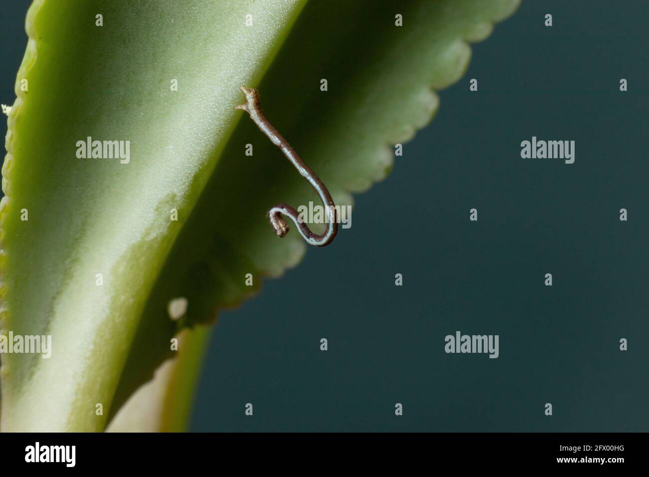 Geometrid caterpillar on a green leaf stock photo Stock Photo