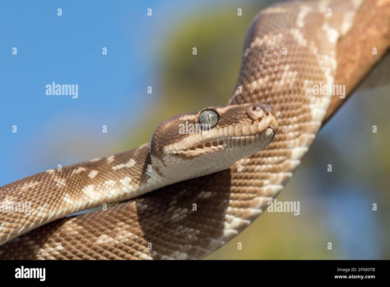 Close up of Australian Rogth-scaled Python showing heat sensing pits ...