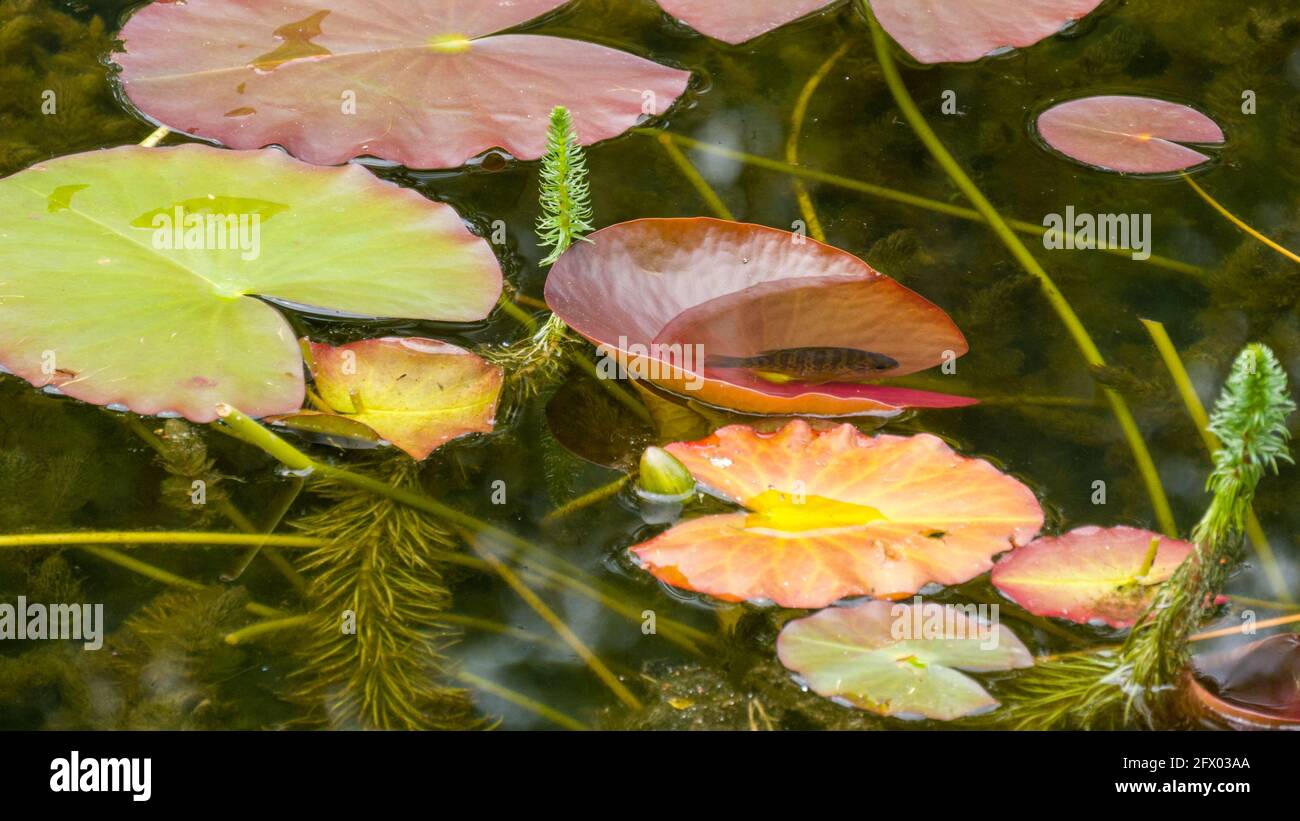 Growing water lilies with a small fish on the watersurface Stock Photo
