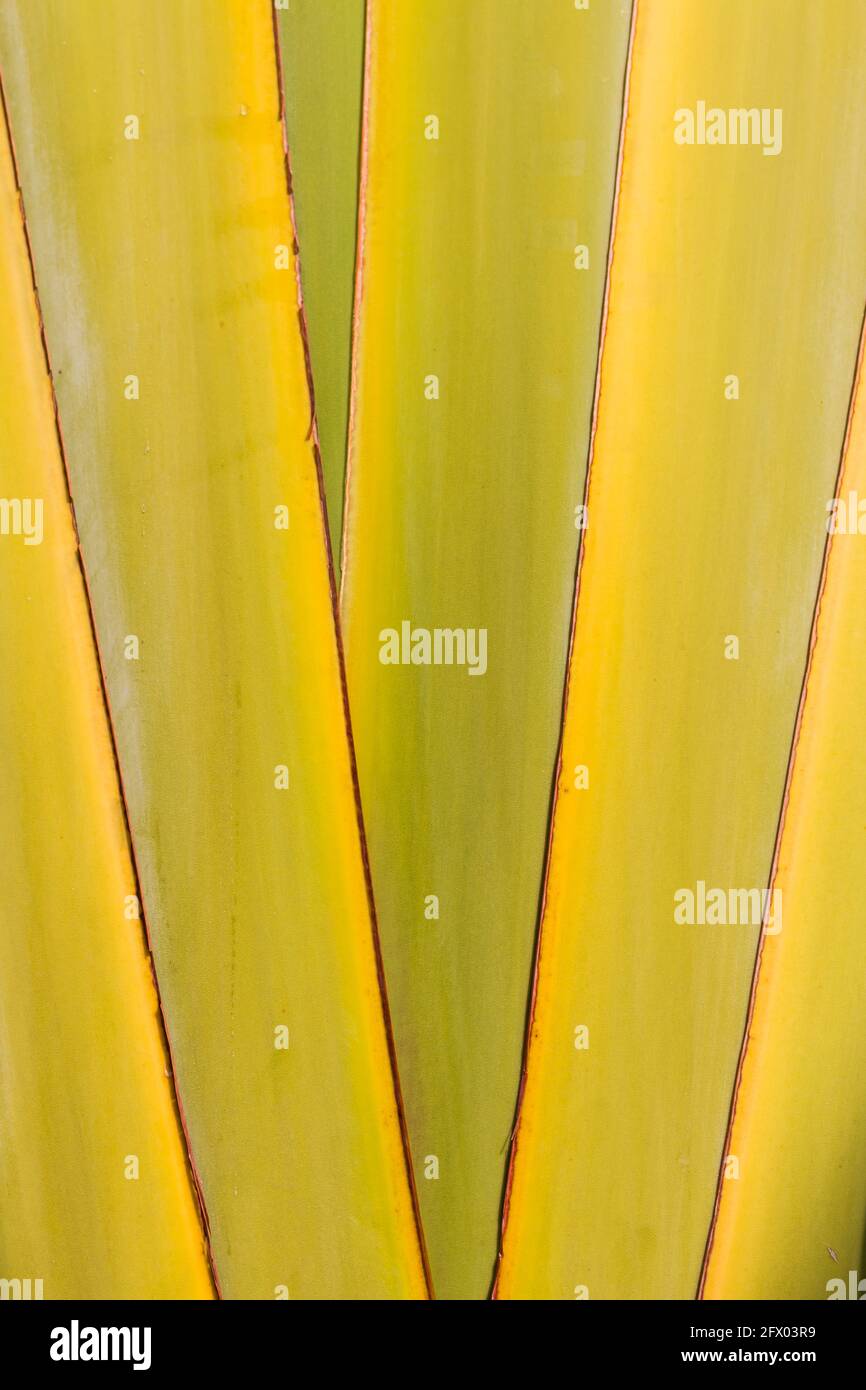 Banana tree texture, tropical kind of banana tree trunk stem background  Stock Photo - Alamy