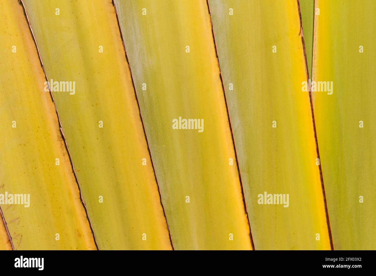 Banana tree texture, tropical kind of banana tree trunk stem background  Stock Photo - Alamy