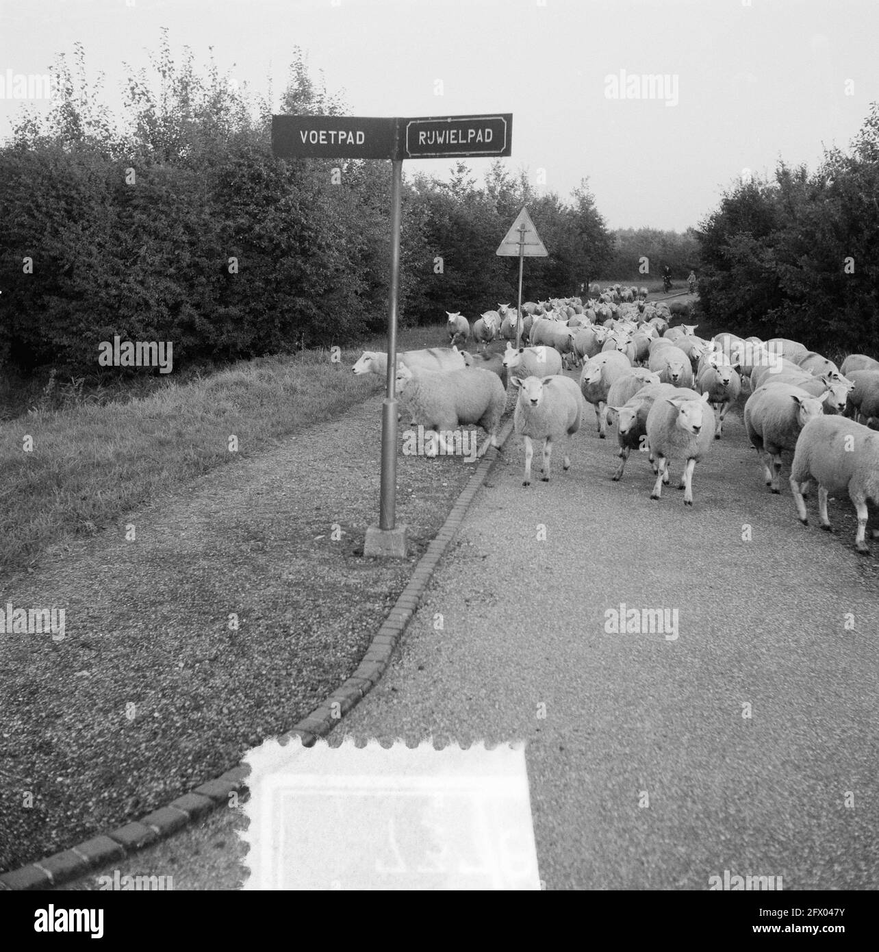 Sheep herd in Amsterdamse Bos, shepherd K. L. Meyer, October 10, 1955,  BOSSEN, Sheep herds, The Netherlands, 20th century press agency photo, news  to remember, documentary, historic photography 1945-1990, visual stories,  human