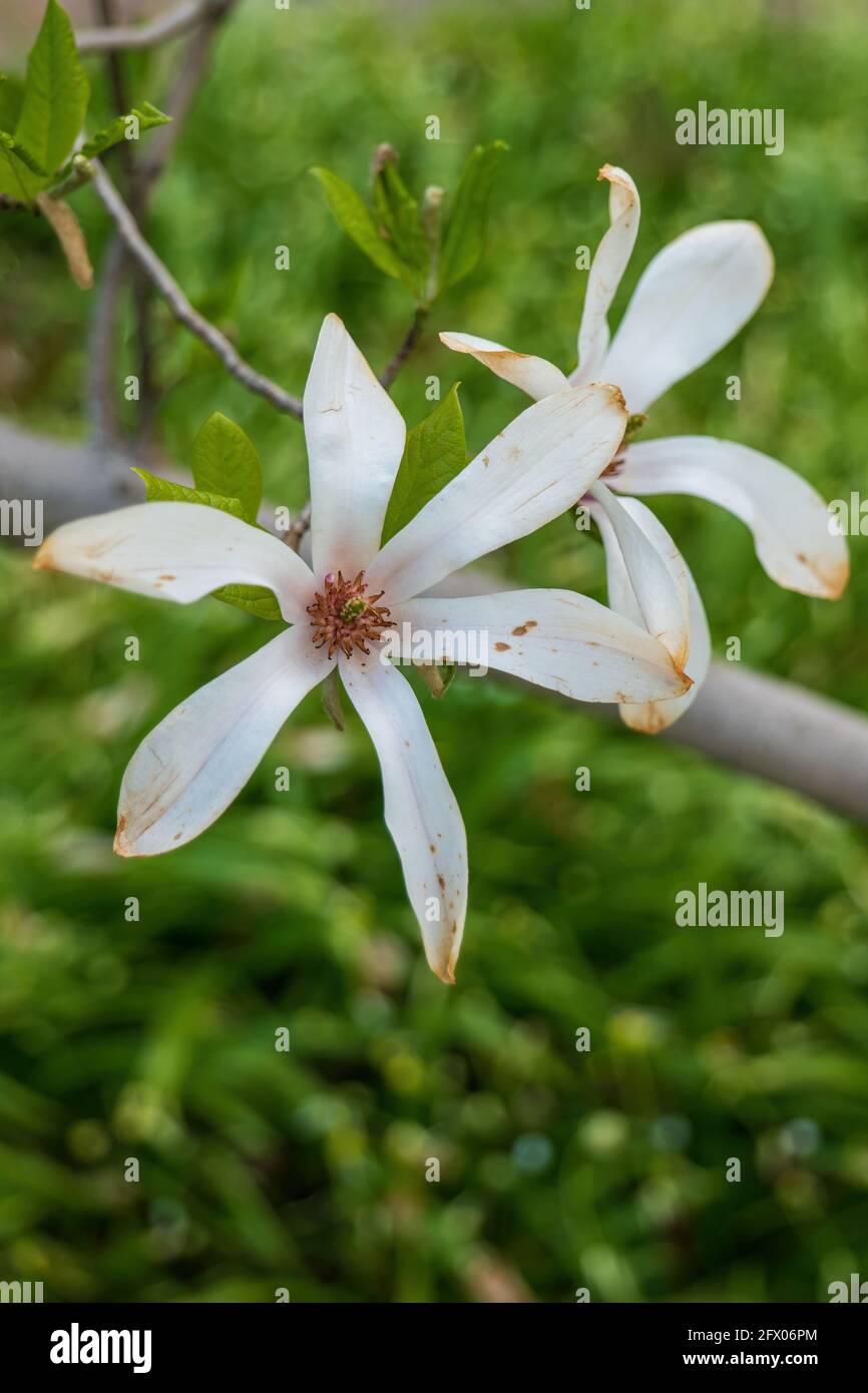 Magnolia kobus, mokryeon or kobushi magnolia white flowers, family: Magnoliaceae, native region: Japan Stock Photo