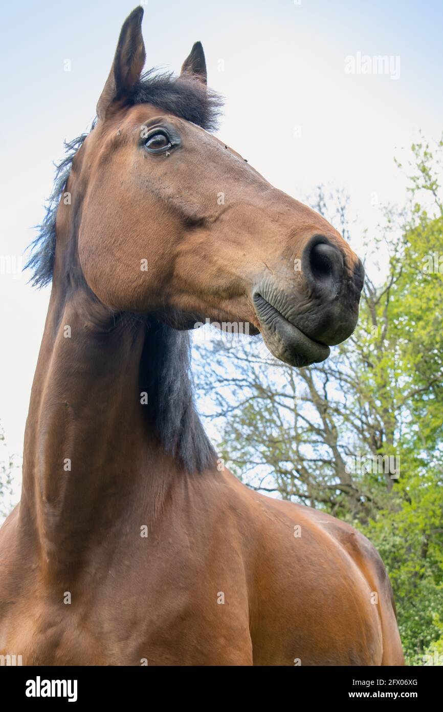 The horse of the thoroughbred breed stands in nature. Stock Photo