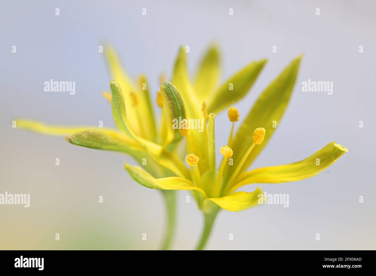 Gagea lutea, known as the Yellow Star of Bethlehem, wild flower from Finland Stock Photo
