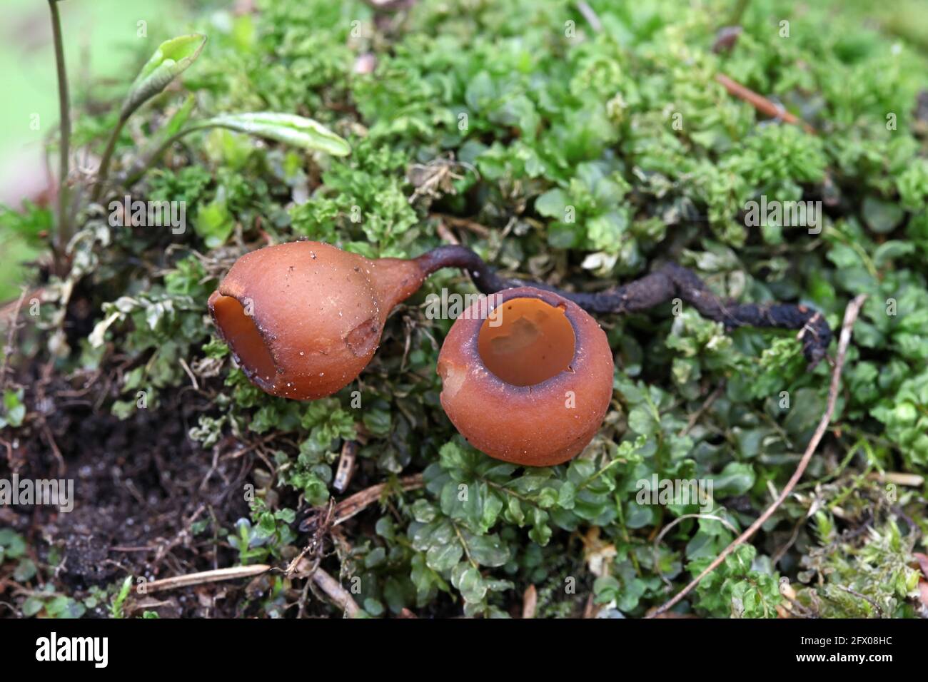 Anemone cup, Dumontinia tuberosa, wild mushroom from Finland Stock Photo