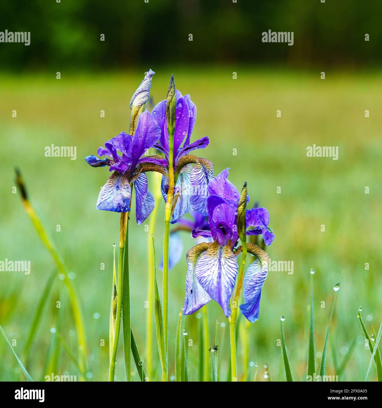 Blühendes Lilienfeld, blaue sibirische Schwertlilien in einem Naturschutzgebiet, blaue und weisse Blüten, blühende Blumen, mitten im Schilf, leuchtend Stock Photo