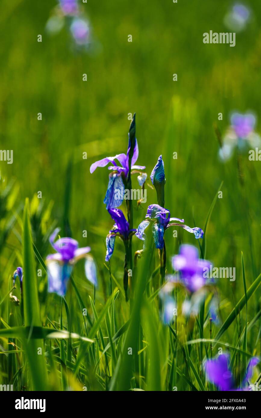 Blühendes Lilienfeld, blaue sibirische Schwertlilien in einem Naturschutzgebiet, blaue und weisse Blüten, blühende Blumen, mitten im Schilf, leuchtend Stock Photo