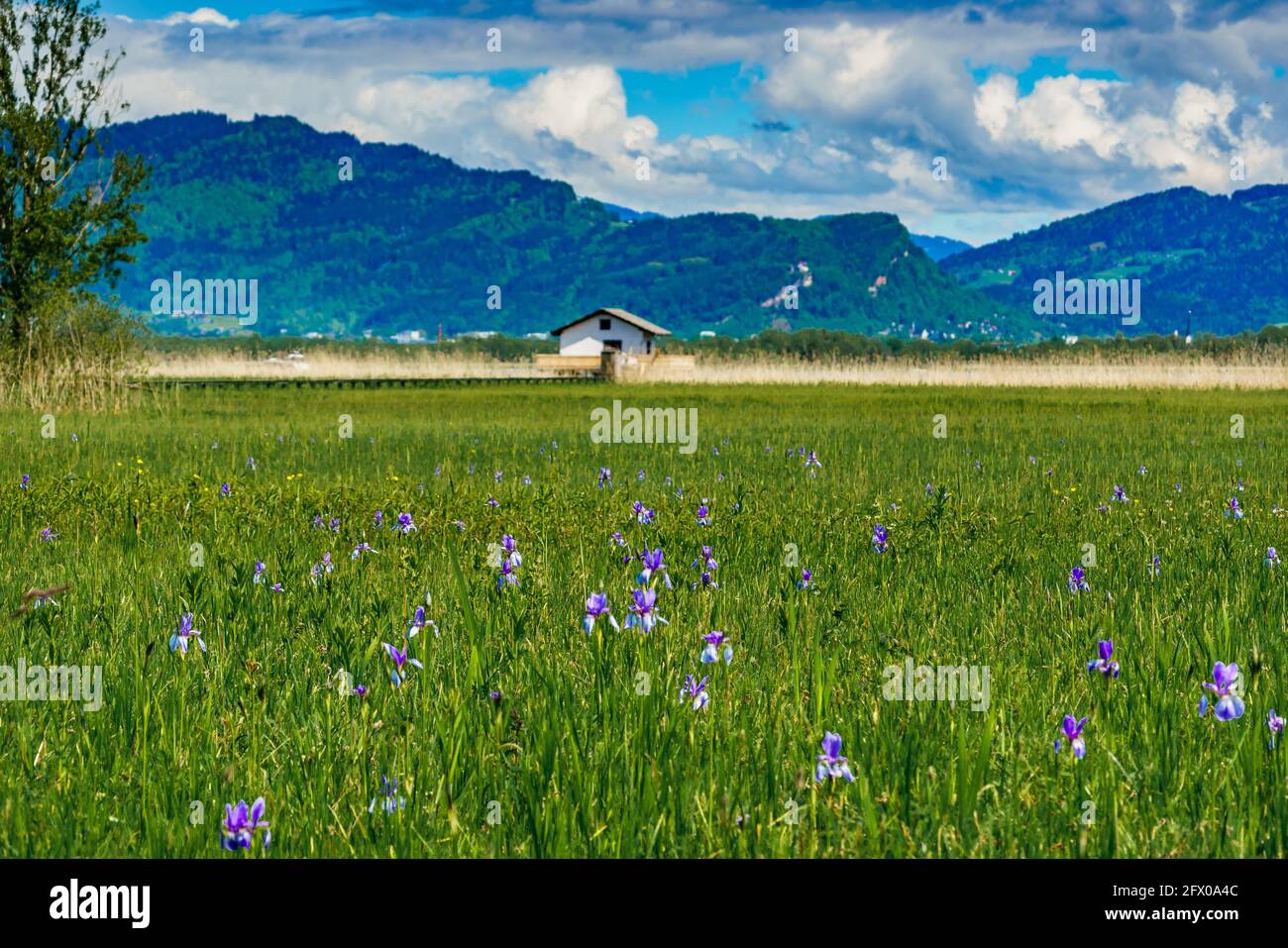 blooming field, blue Siberian irises, in the background trees, huts and mountain. blaue Schwertlilien. blue sunny sky with contrasting clouds. Austria Stock Photo