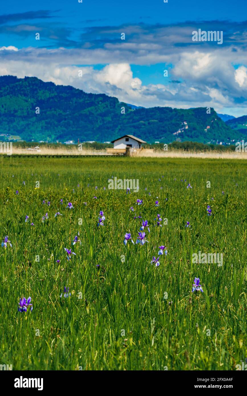 blooming field, blue Siberian irises, in the background trees, huts and mountain. blaue Schwertlilien. blue sunny sky with contrasting clouds. Austria Stock Photo