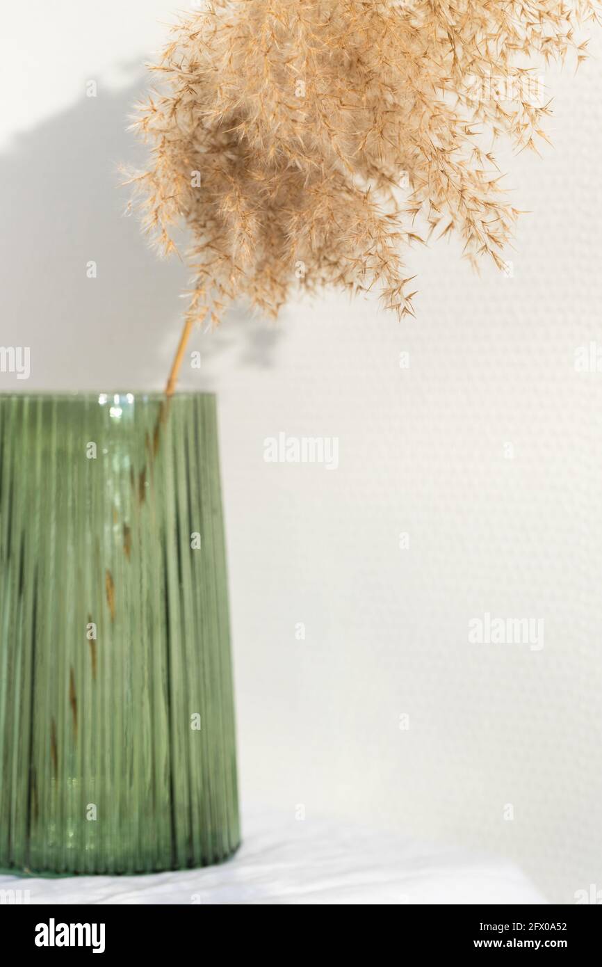 Dried reed in green vase on white background Stock Photo Alamy