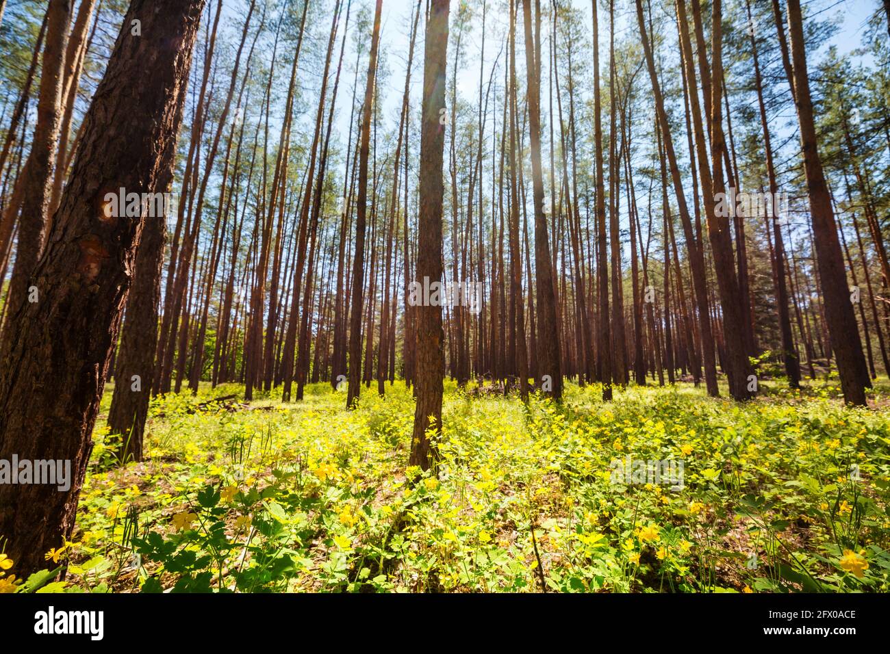 Beautiful woodland landscapes. Spring flowers In the forest Stock Photo